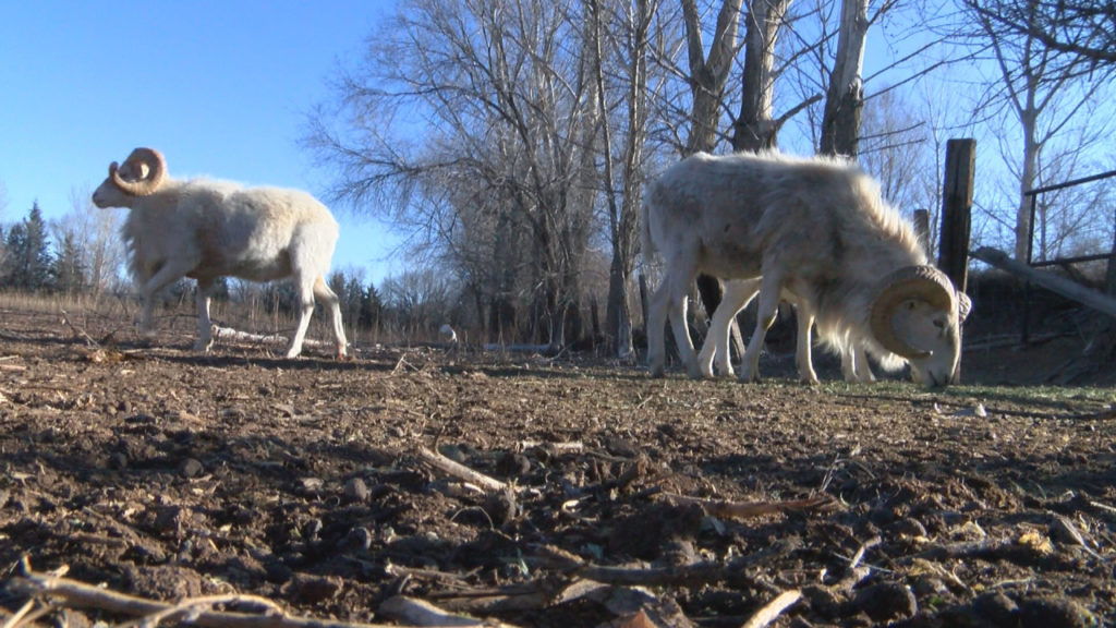 Historical sheep farm getting some help from the New Mexico brewery industry